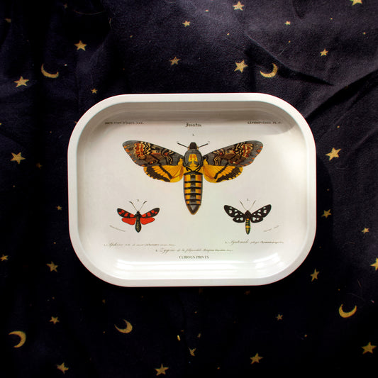 Sphinx Moth Tray