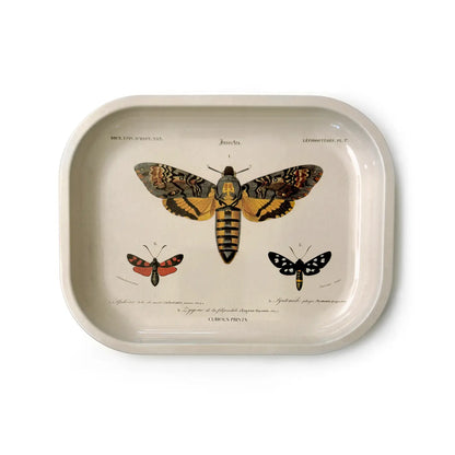 Sphinx Moth Tray